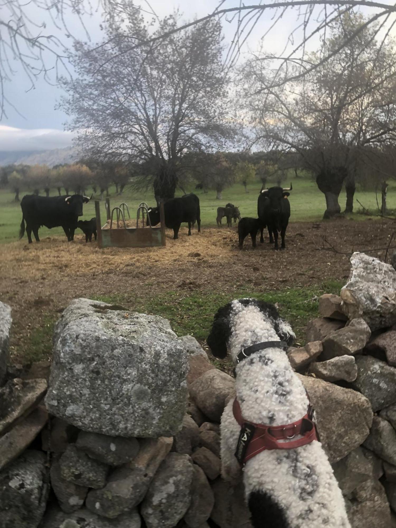 Cerceda  Alojamiento Rural El Petirrojo מראה חיצוני תמונה